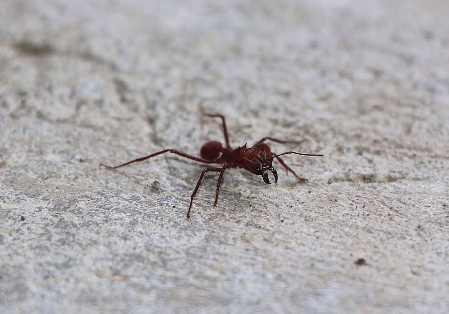 ant, insect, close, red ants, nature, animal themes, animal wildlife HD wallpaper