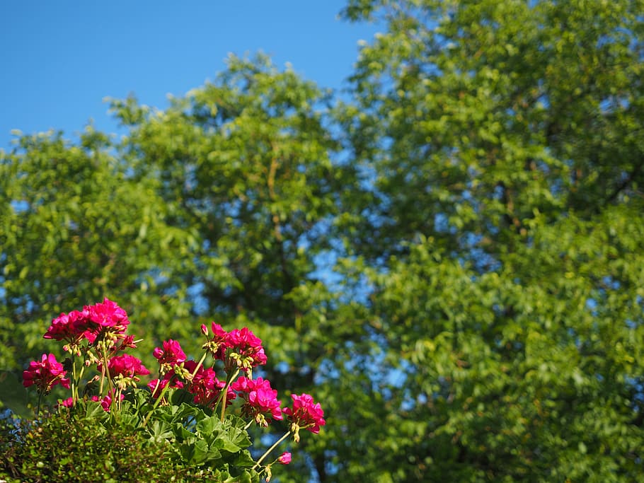 geranium, blossom, bloom, pink, red, balcony plant, pelargoniums HD wallpaper
