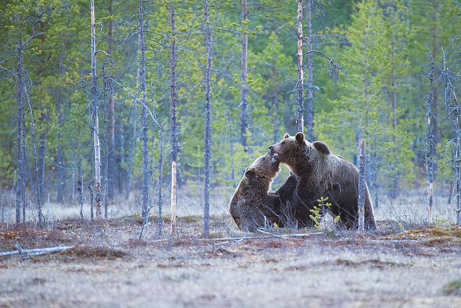 two brown bears on forest, two grizzly bear playing, fighting HD wallpaper