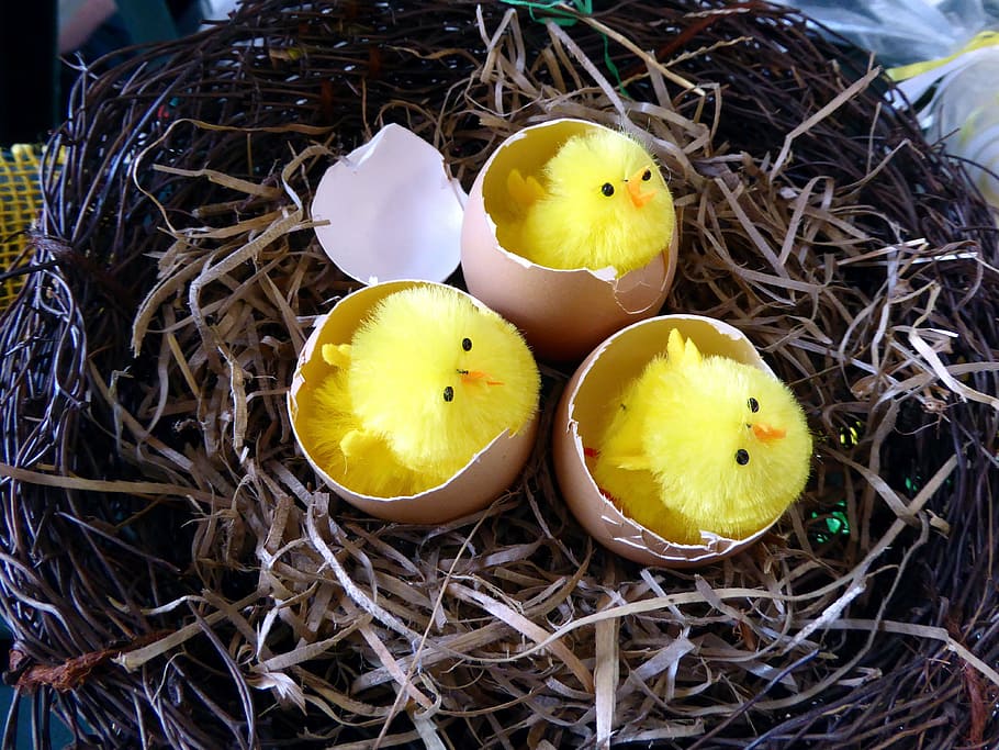 easter, egg, close, decoration, chicks, no people, yellow, high angle view HD wallpaper