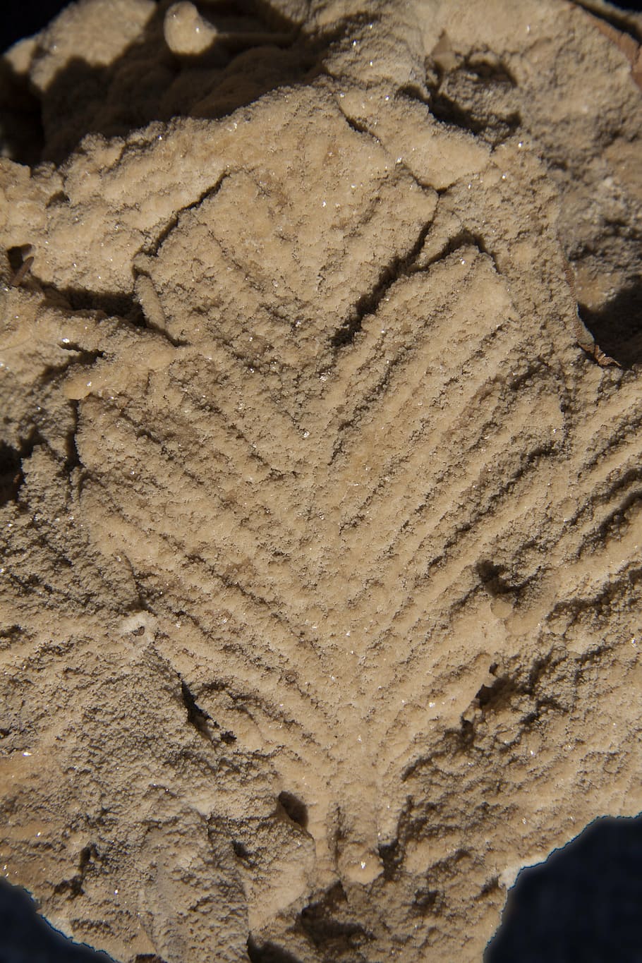 leaf, sand, brown, deposit, reprint, sediments, monochrome, HD wallpaper