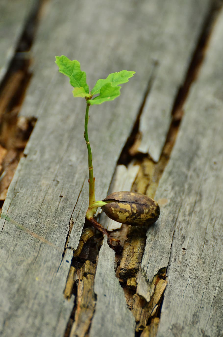 green leaf plant on wooden slab, germ, seedling, live new, hope