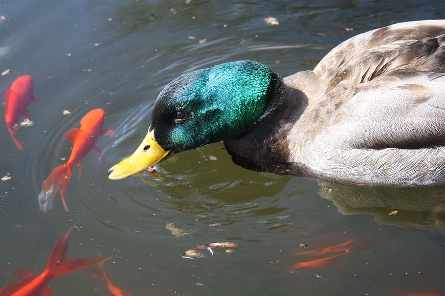 Duck, Mallard, Coy, Fish, Pond, Birds, nature, animal themes HD wallpaper