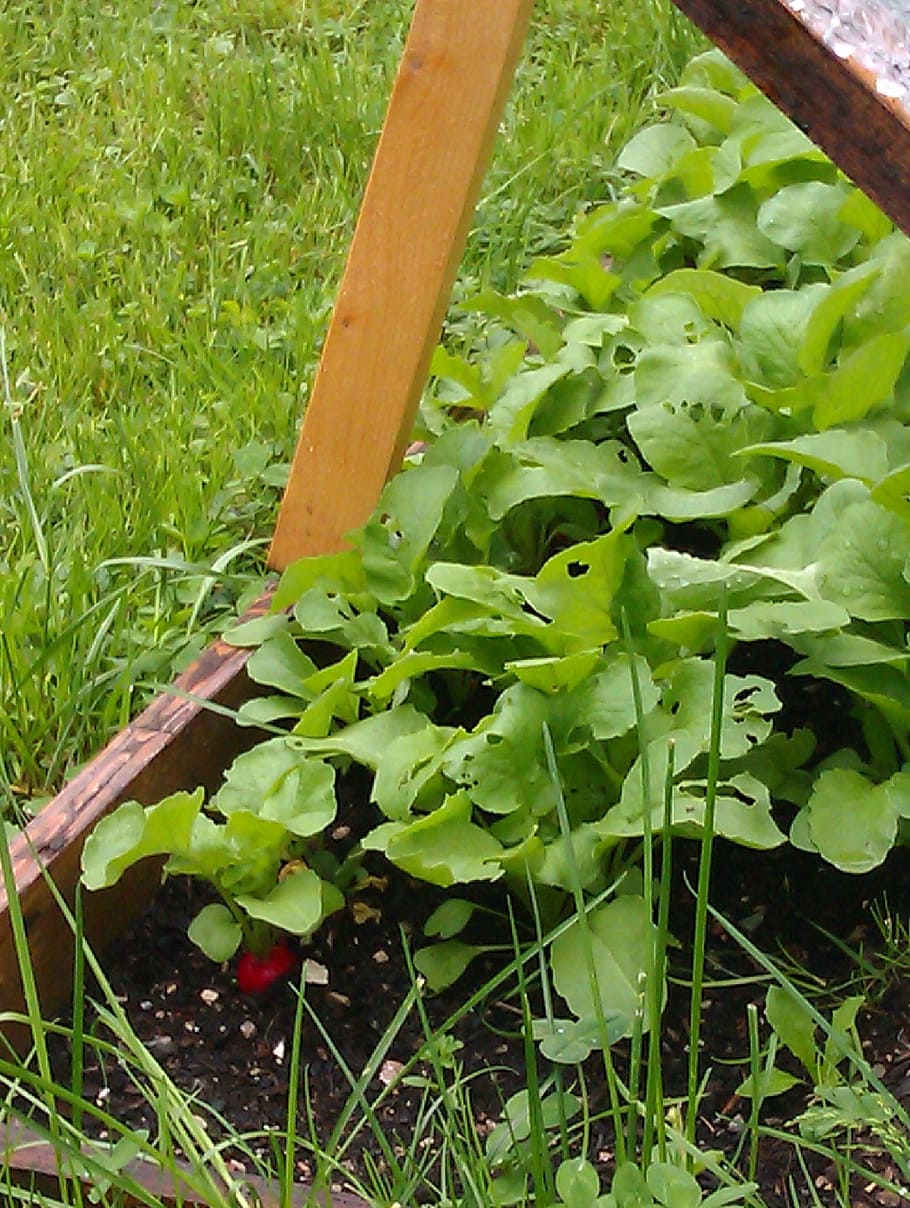 cold frame, first radish, grow vegetables yourself, spring HD wallpaper