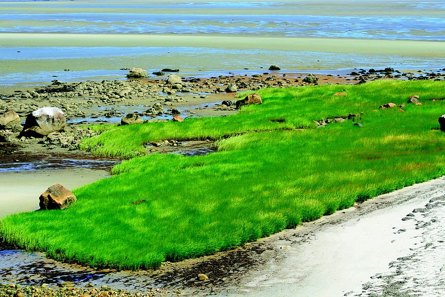 grass, wind, bay, nature, green, sky, environment, field, landscape HD wallpaper