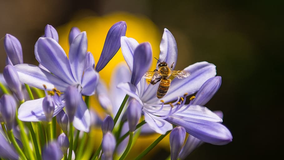 Black and Yellow Bee on Purple Petaled Flower, bloom, blossom HD wallpaper