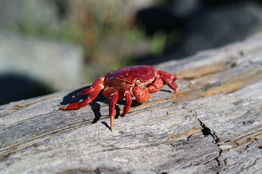 crab, red, sunshine, animal themes, one animal, animals in the wild HD wallpaper
