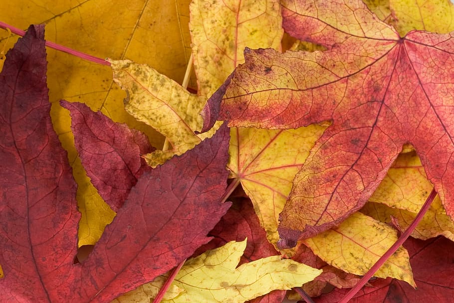 Leaf, Leaves, Yellow, Autumn, Fall, red, close, macro, nature HD wallpaper