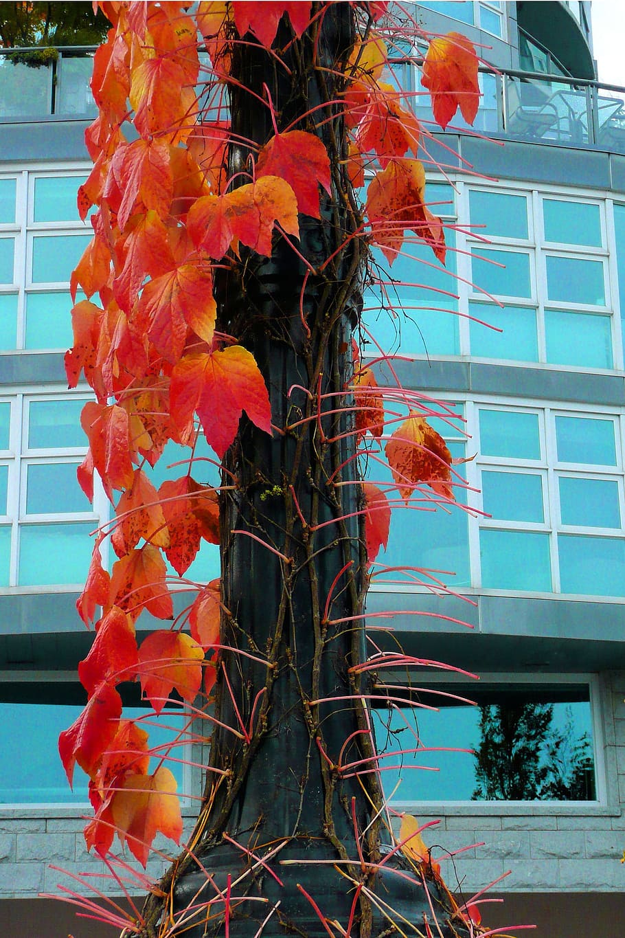 Tree, Red, Leaves, Fall, Autumn, building, glass, city, colorful HD wallpaper