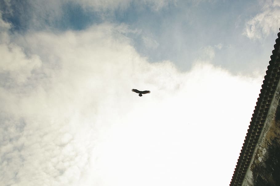 silhouette of bird flying under blue and white sky near gray building, flying bird during daytime HD wallpaper