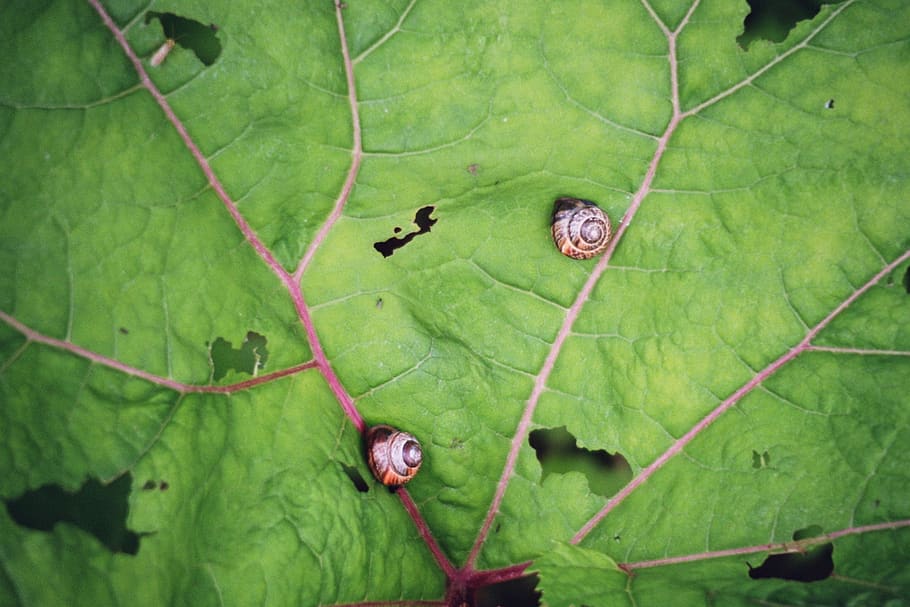 leaf, snails, creature, nature, shell, mollusk, animal, slowly HD wallpaper