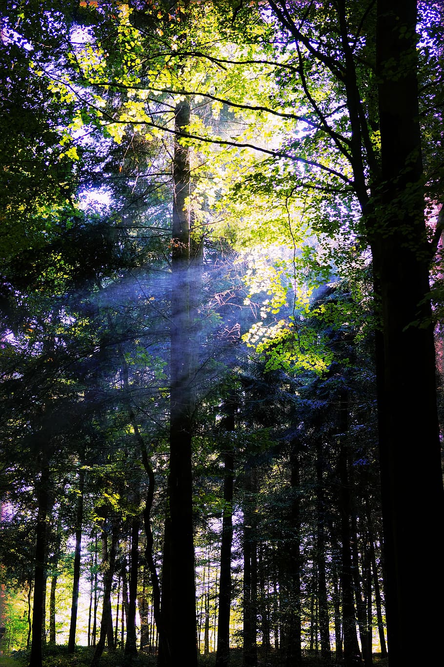 forest tress at daytime, trees, nature, landscape, sunbeam HD wallpaper