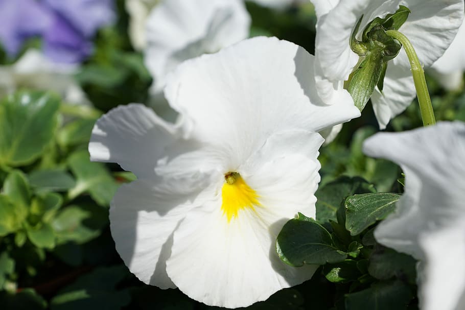 Flower, Flourished, Spring, Macro, petal, white color, fragility HD wallpaper