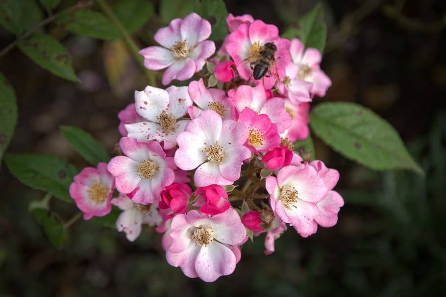 rose, blossom, bloom, pink, red, rose bloom, romantic, garden rose HD wallpaper