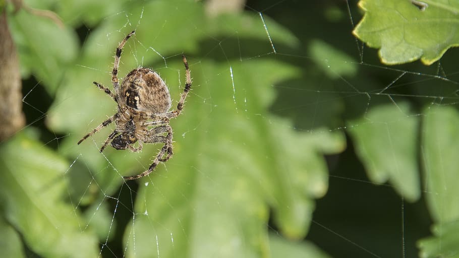 spider, nature, animals, spider web, arachnid, arthropod, animal themes HD wallpaper