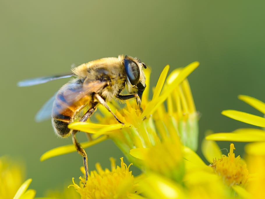 Bourdon, Insect, Macro, Forage, one animal, flower, nature HD wallpaper