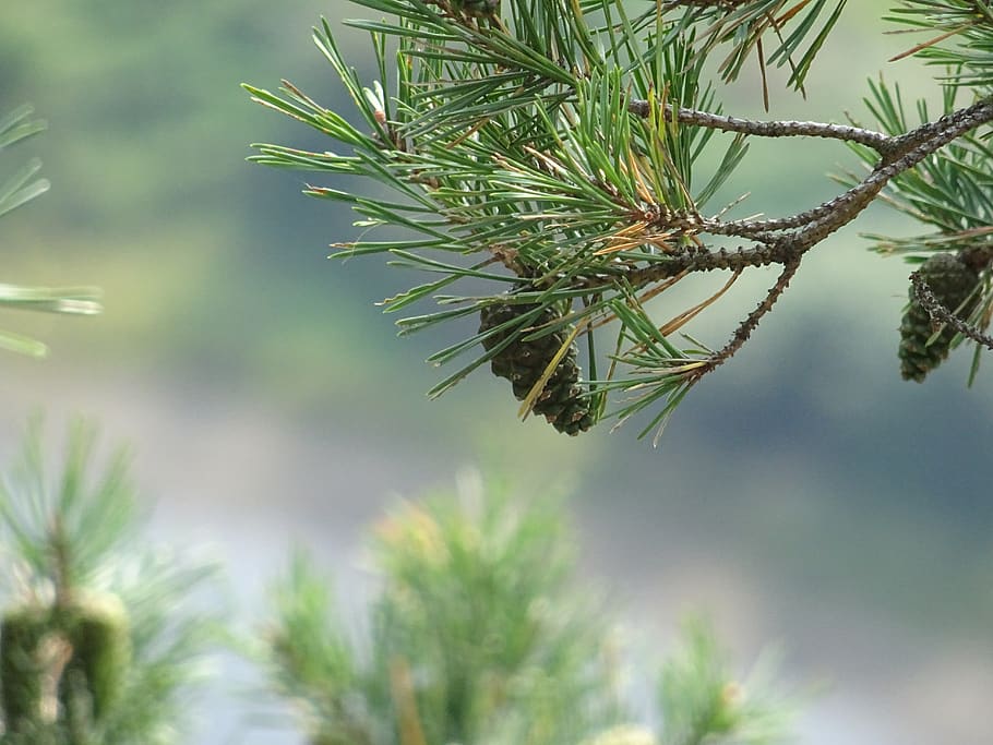 needle, pine, nature, tree, plant, growth, pine tree, coniferous tree HD wallpaper