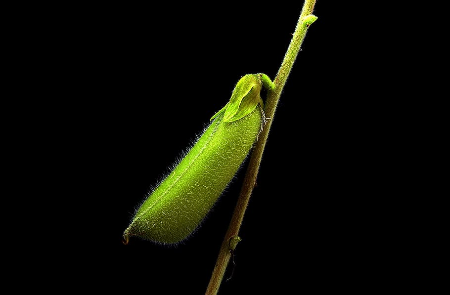 flora, tiny, sheath, macro, studio shot, black background, green color HD wallpaper