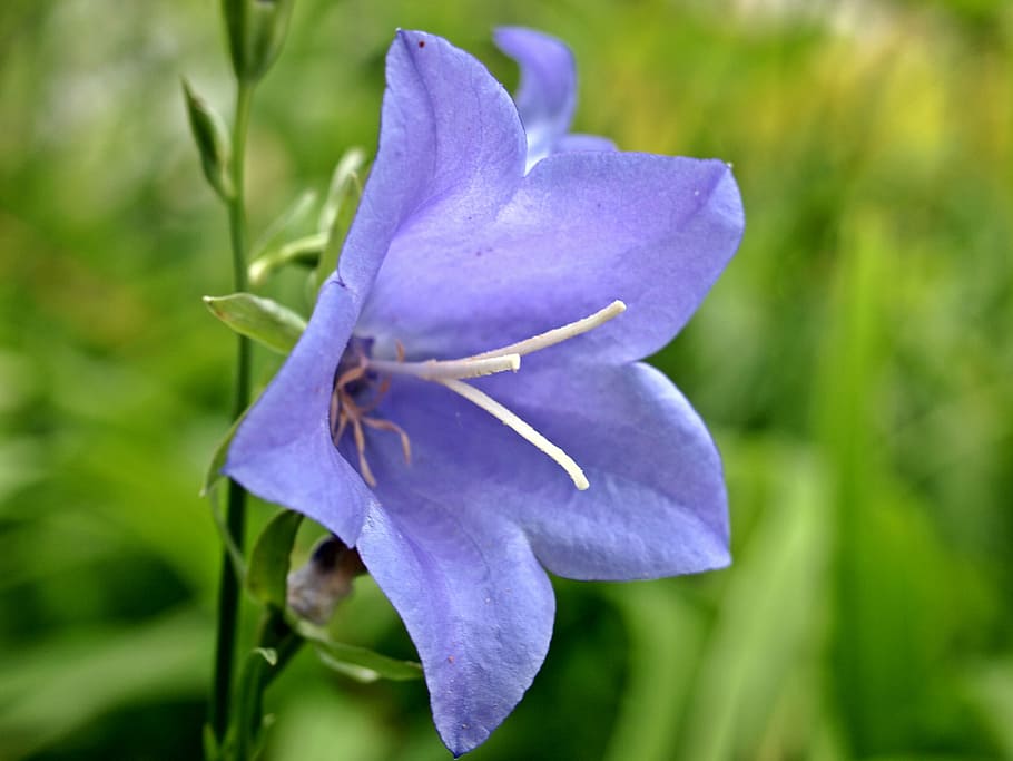 flower, close, blossom, bloom, purple, plant, garden, nature HD wallpaper