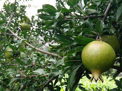 Pomegranate, Fruit, Nature, green, fresh, agriculture, travel HD wallpaper