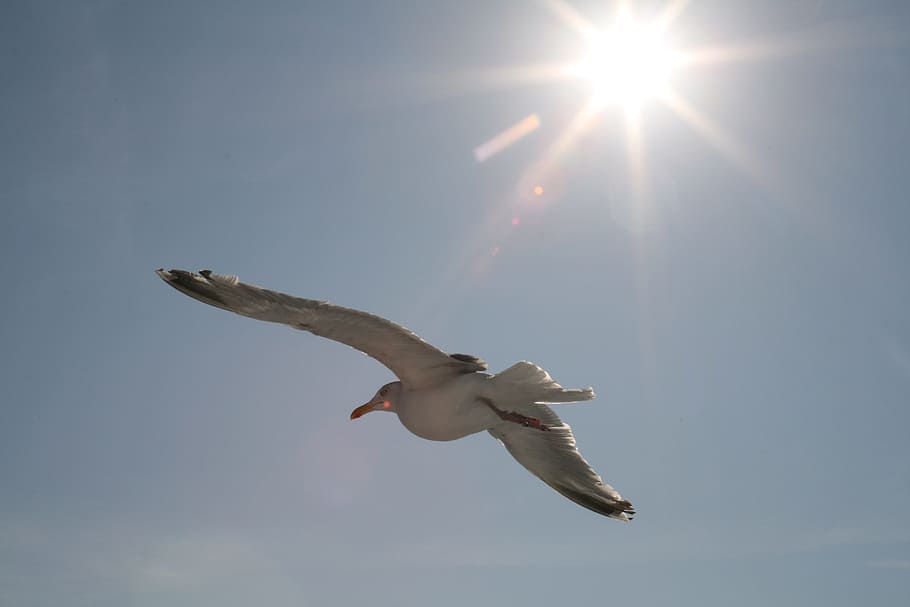 Gull, Sun, sky, blue, flying, one animal, sunlight, day, animals in the wild HD wallpaper