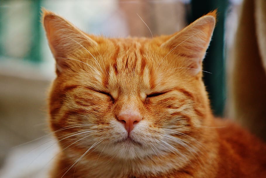 photo of orange tabby cat, red, cute, mackerel, tiger, sweet HD wallpaper