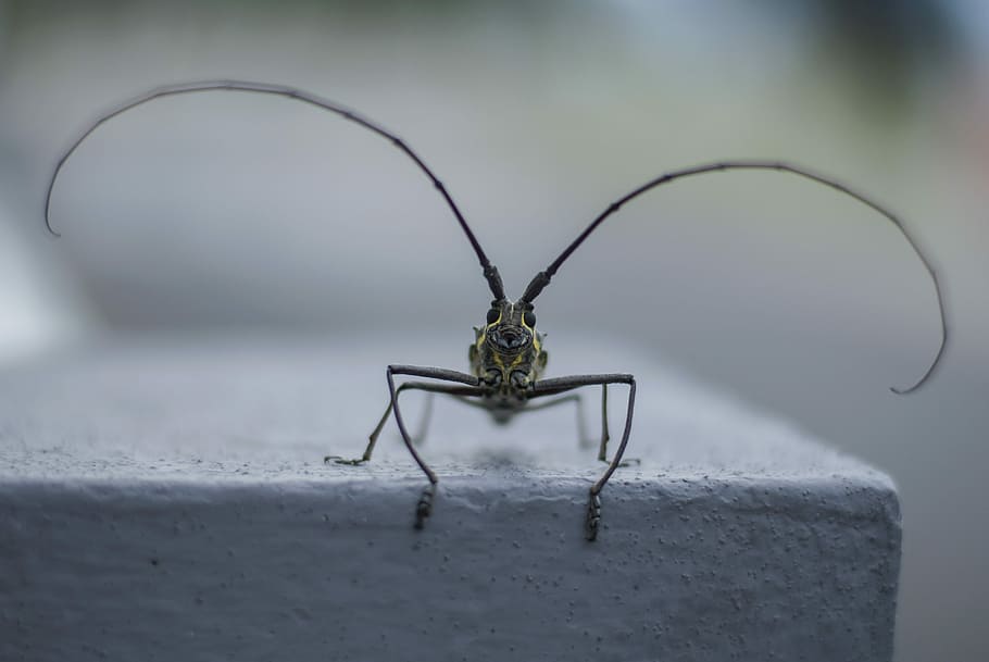 Natural, Insect, Pet, Macro, Antennas, horn, clean, beetle HD wallpaper