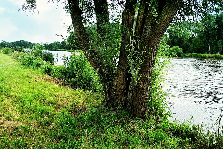 River, Riverbank, Tree, Landscape, nature, vegetation, shore HD wallpaper