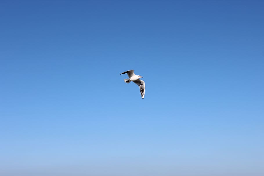 Bird, Air, Flight, Cold, Plumage, sky, spring, park, boreal HD wallpaper