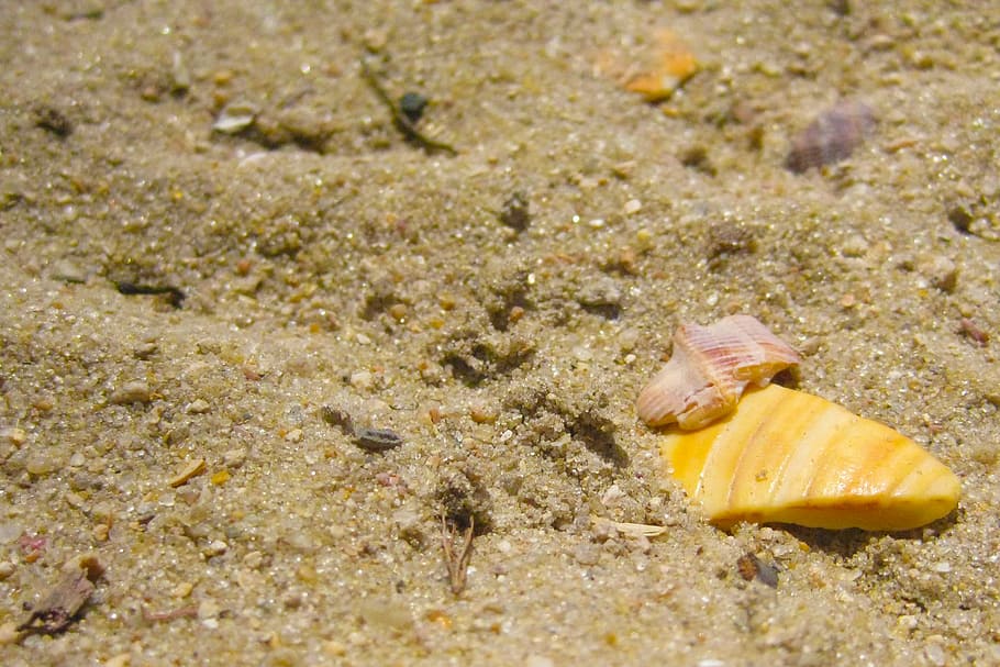 sand, shells, beach, mar, rio de janeiro, brazil, animal wildlife HD wallpaper