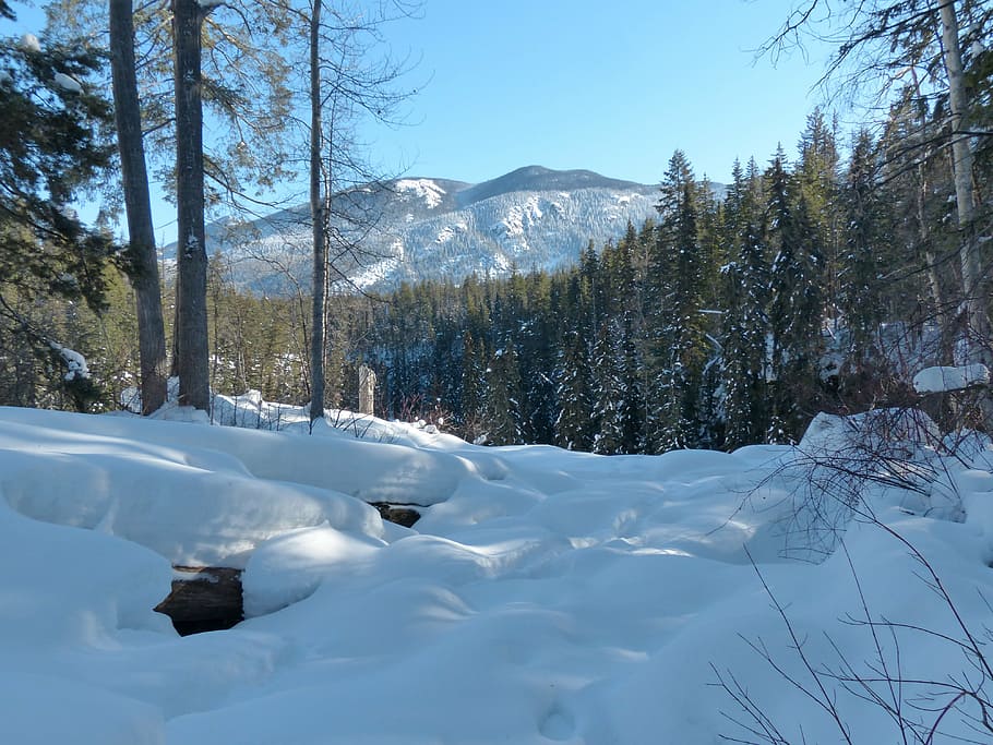 canada, winter, landscape, mountains, forest, trees, fir, snow HD wallpaper