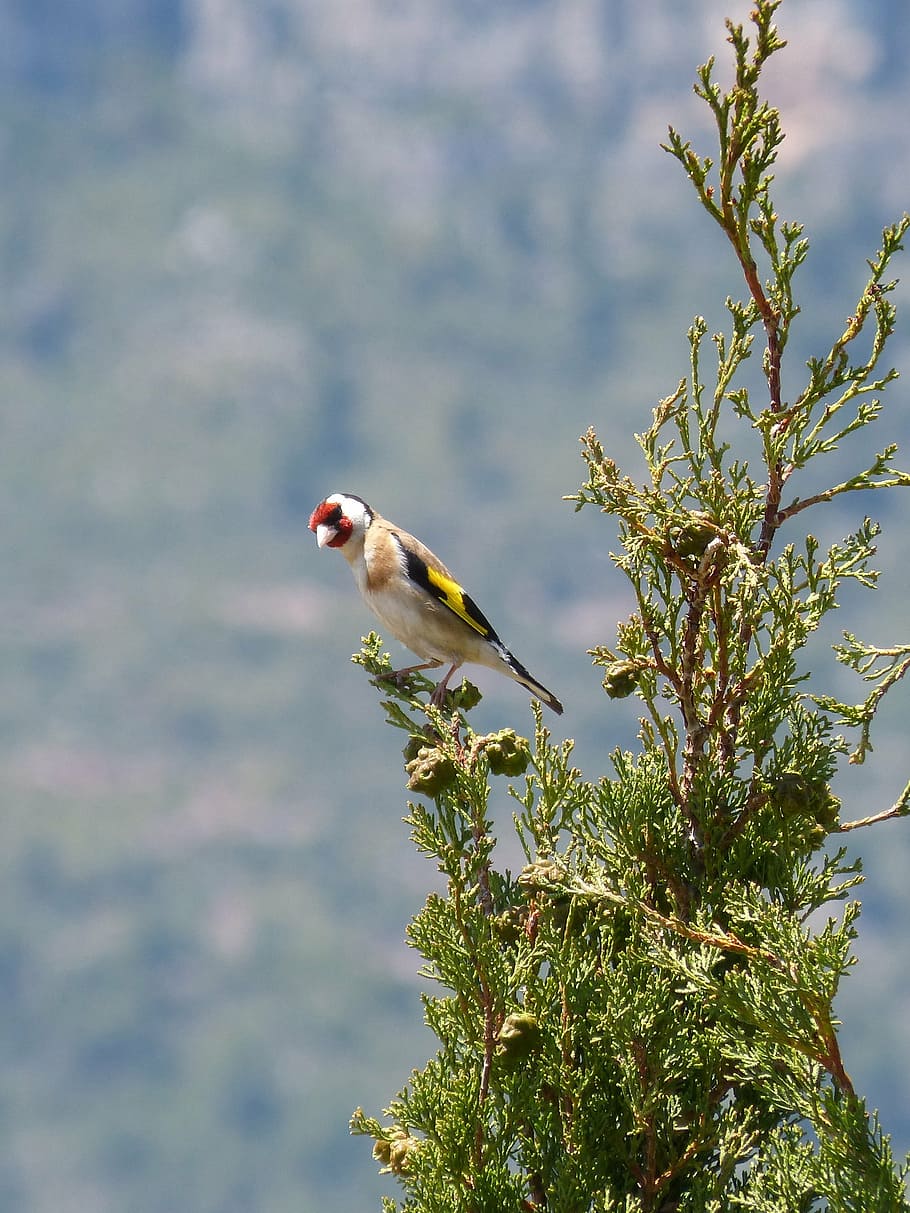 goldfinch, singing, trill, cypress, cadernera, carduelis carduelis HD wallpaper