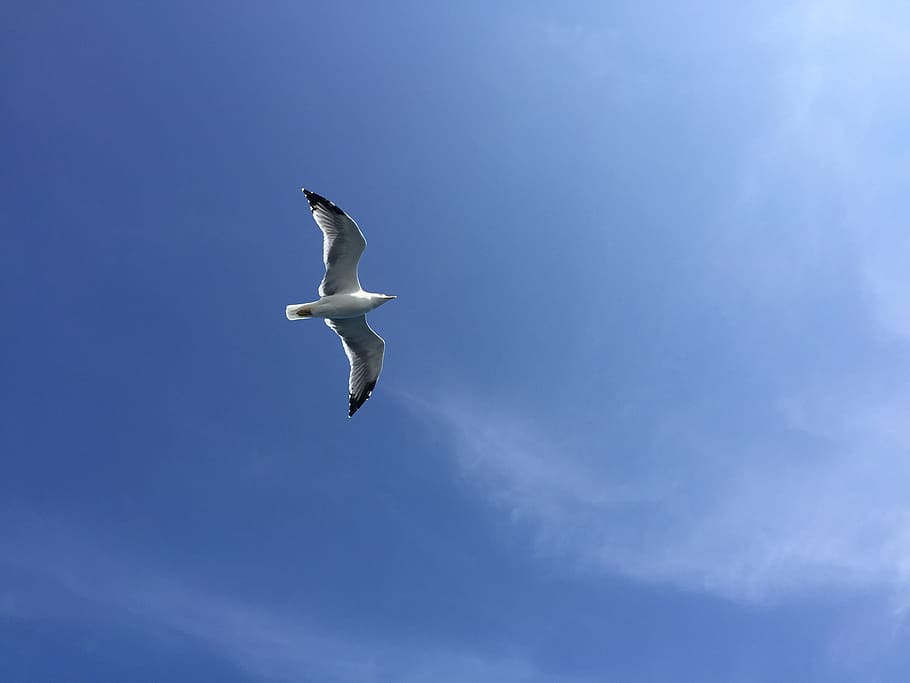 Seagull, Blue Sky, Air, Fly, Bird, nature, animal, flying, animal Wing HD wallpaper