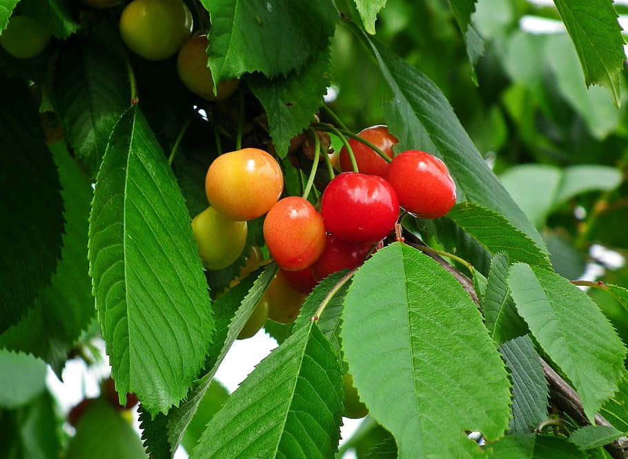 fruit, cherries, spring, tree, leaf, food and drink, healthy eating HD wallpaper