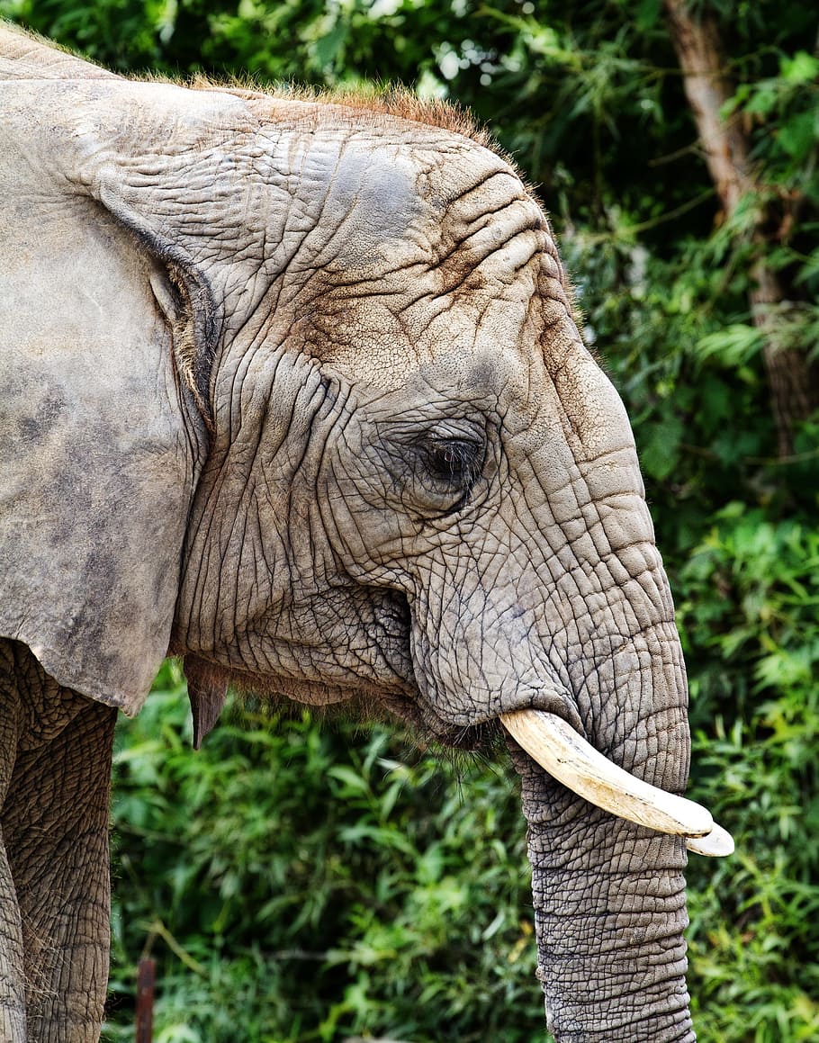 Elephant, Nature, Green, one animal, animal wildlife, animal body part HD wallpaper