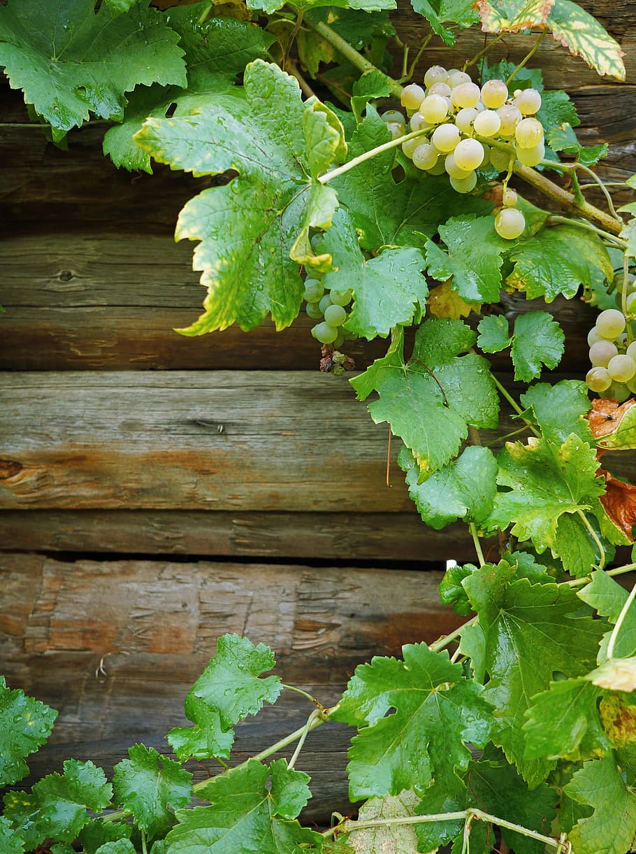 White Grapes, Foliage, Frame, Background, green, green color HD wallpaper