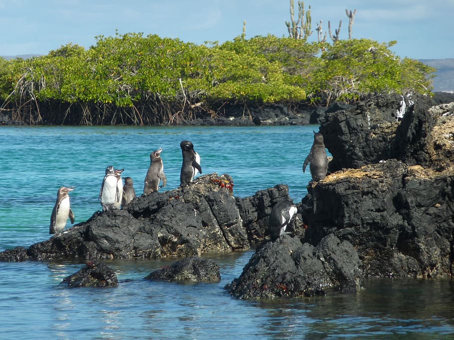 Galápagos Penguin, Spheniscus Mendiculus, glasses penguin, rarely, HD wallpaper