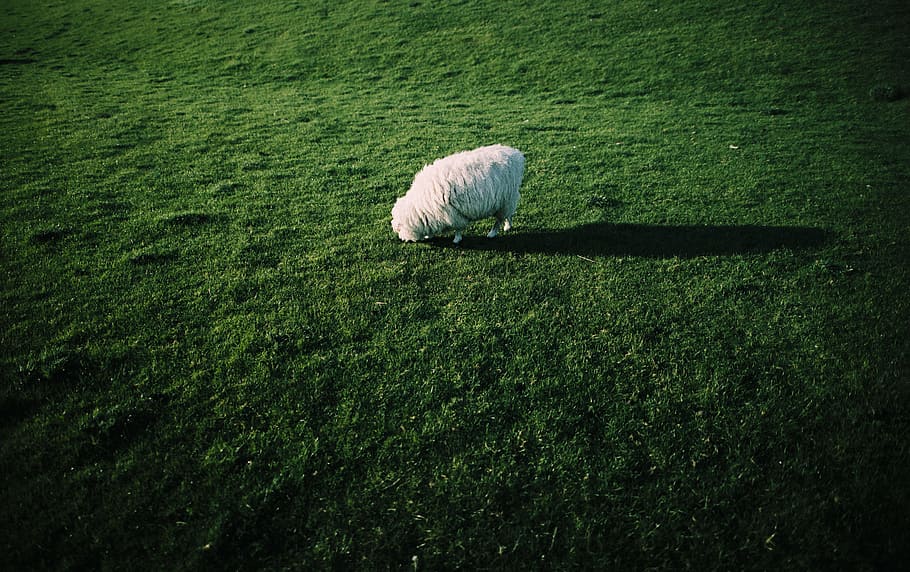 white sheep on green lawn grass during daytime, white sheep, animal HD wallpaper
