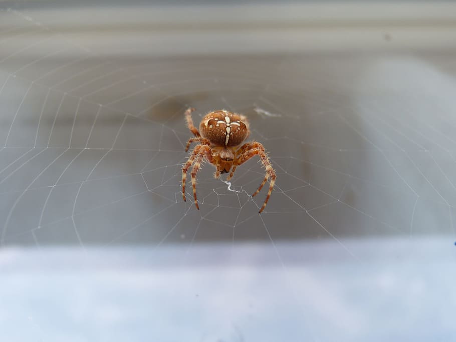 spider, canvas, garden, animal themes, arachnid, one animal HD wallpaper