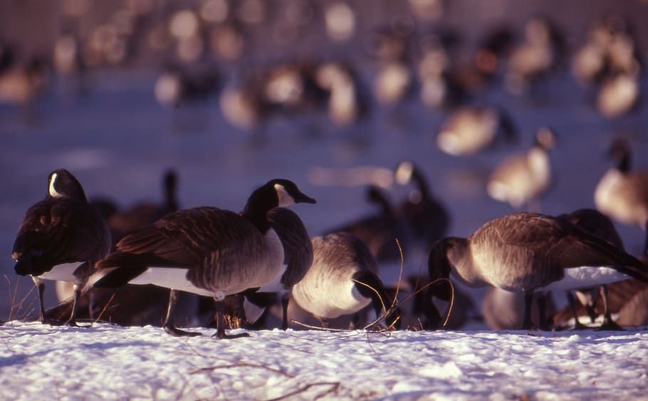 geese, hunting, migratory, bird, animal themes, animals in the wild HD wallpaper