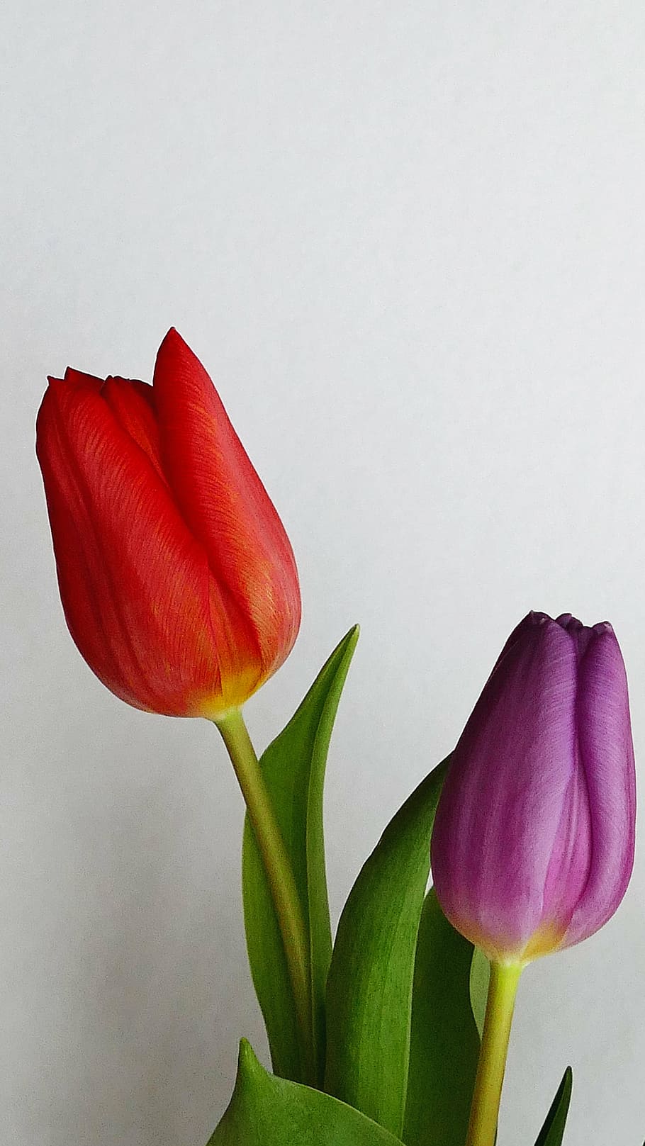 flowers, tulips, spring, nature, yellow, floral, blossom, garden HD wallpaper