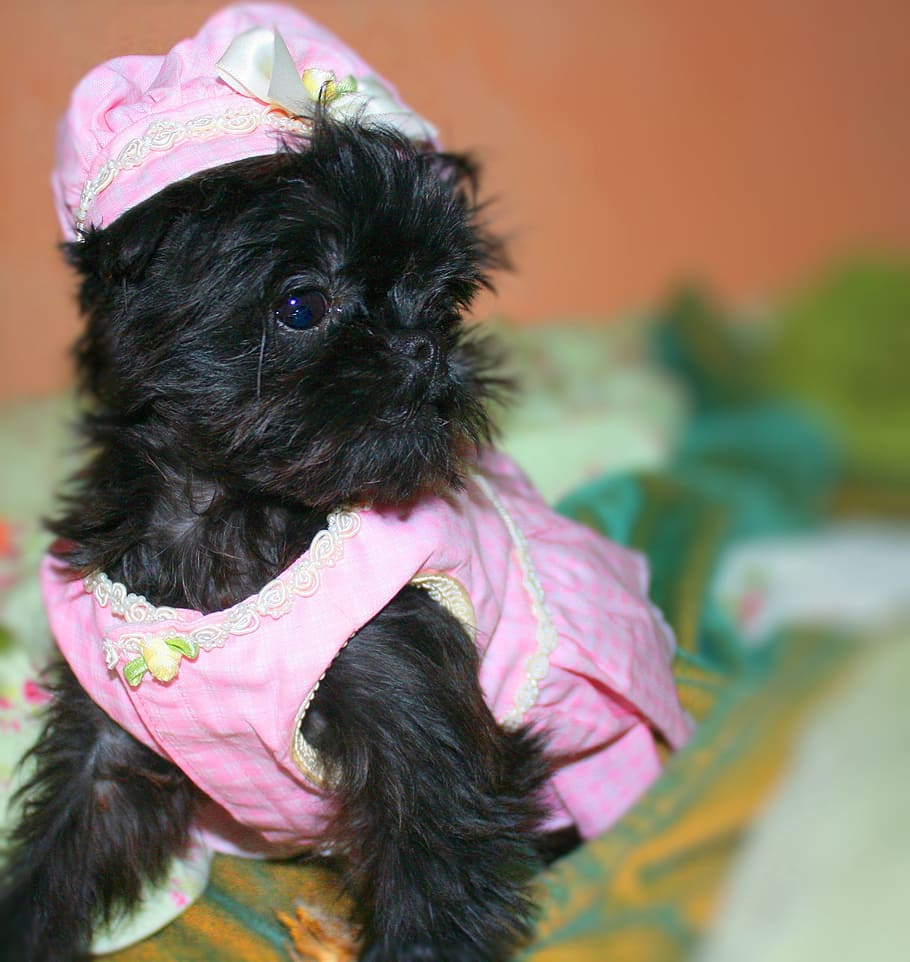 brussels, griffon, small, dog, cute, funny, one animal, animal themes HD wallpaper