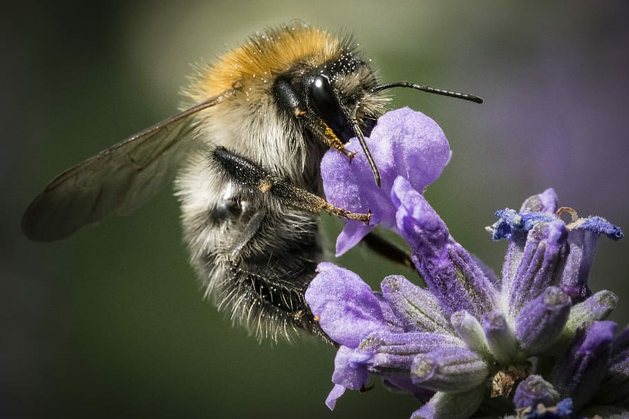 closeup photography of honeybee perched on purple flower, nature HD wallpaper