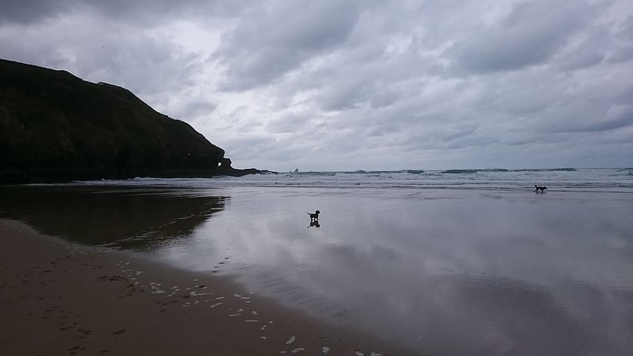 beach, coast, dog, clouds, sky, sea, sand, ocean, water, vacation HD wallpaper