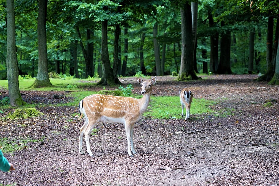 two beige doe inside forest, roe deer, animal, wild, nature HD wallpaper