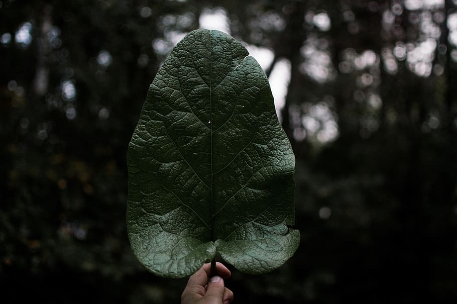 dark, green, leaf, plant, hand, nature, tree, forest, one person HD wallpaper