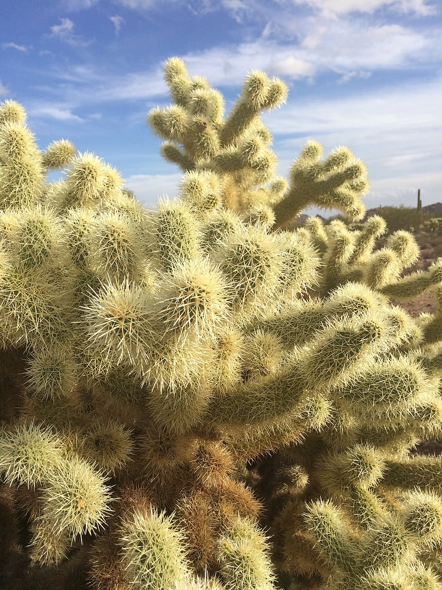 cholla, teddybear cactus, desert, arizona, usa, southwest, plant HD wallpaper