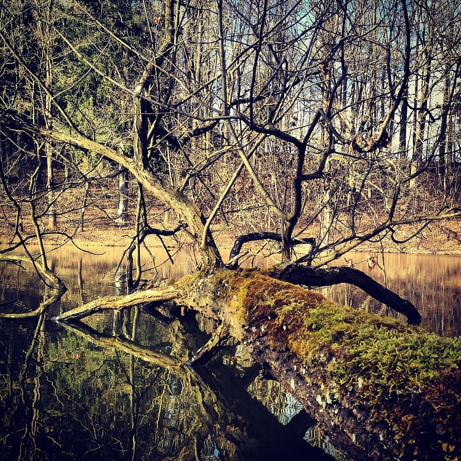 tree, forest, nature, moss, water, fallen tree, parking, river HD wallpaper