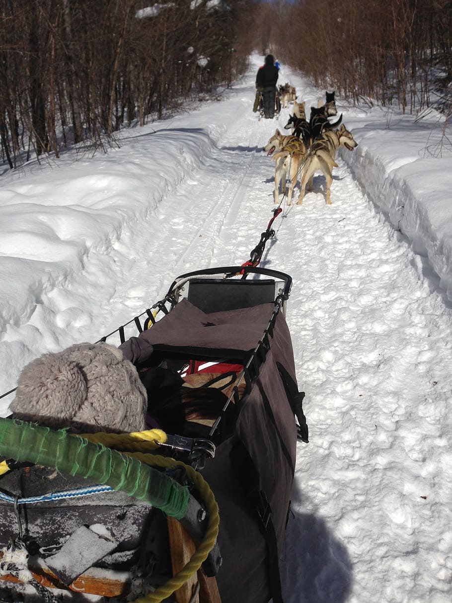 sledding, husky, snow, alaskan, winter, cold temperature, transportation HD wallpaper