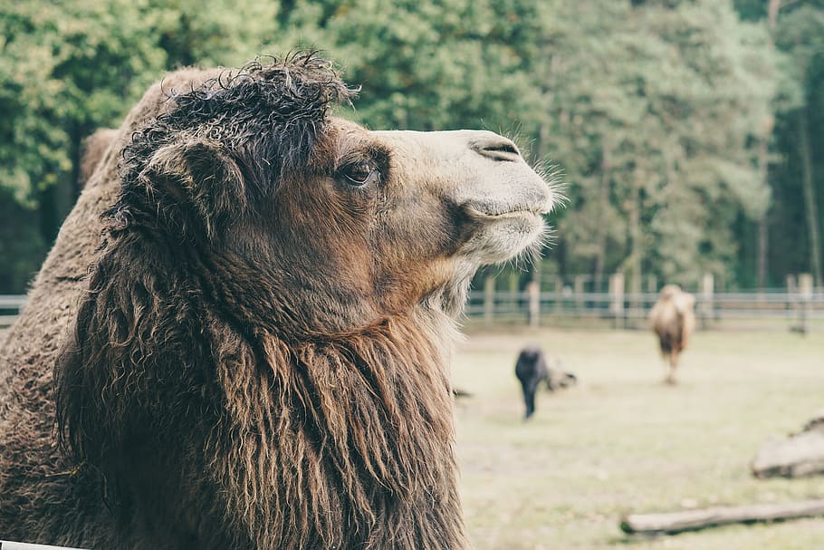 Camel, Captivity, Wood, Brown, Fluffy, nature, fence, autumn HD wallpaper